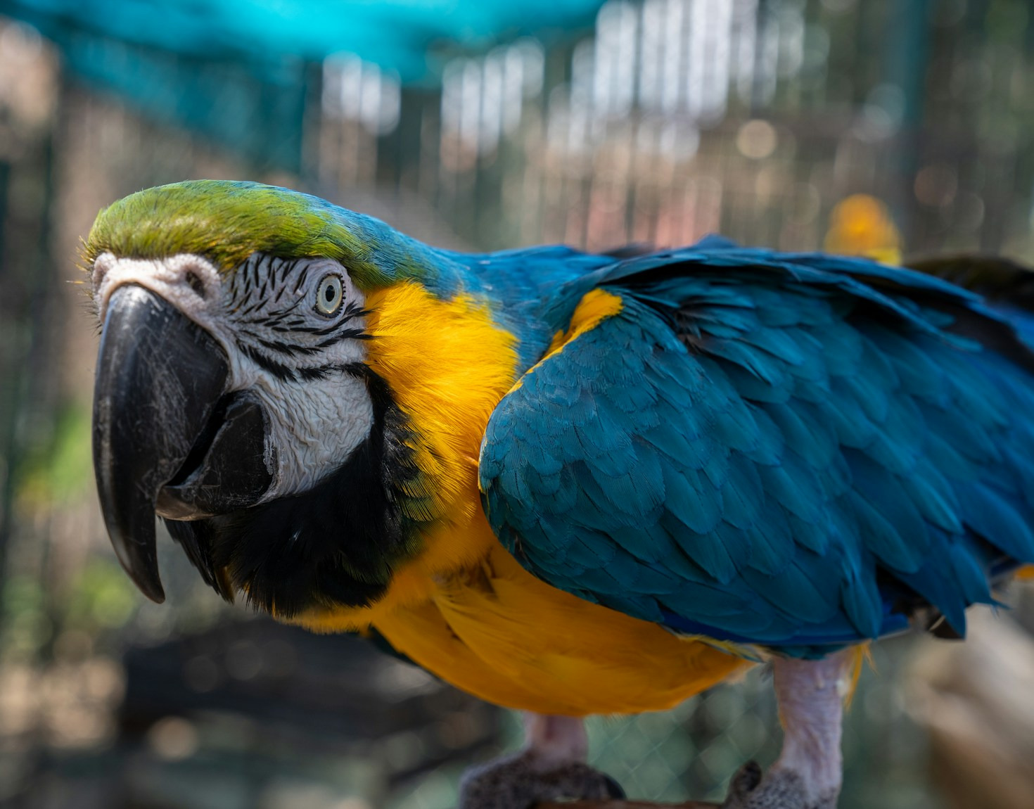 A Importância das Doações na Proteção Animal